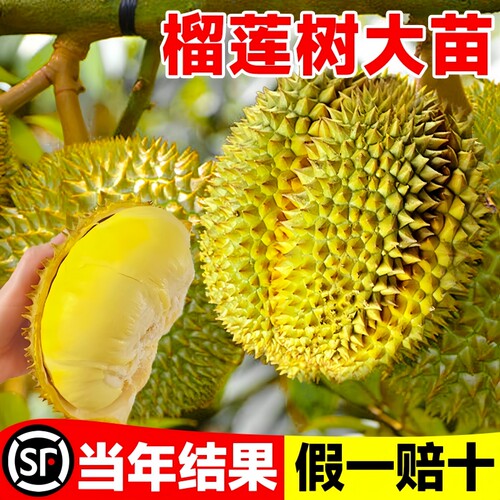 四季嫁接榴莲树苗正宗泰国猫山王金枕榴莲苗南方种植带叶当年结果 - 图3