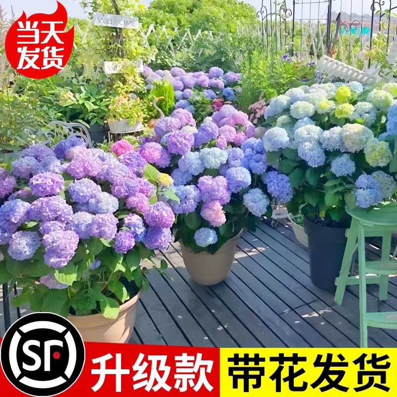 绣球花苗盆栽无尽夏绣球带花卉室内圆锥木绣球鲜花老桩植物四季开 - 图0