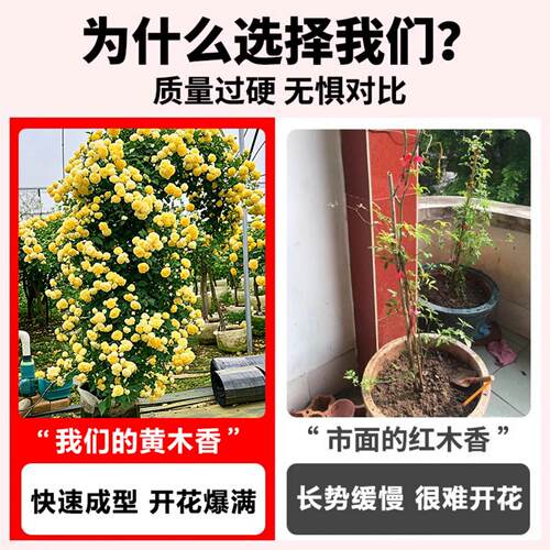 黄木香花苗爬藤植物老桩特大苗红白木香树苗庭院室内四季好养花卉 - 图0