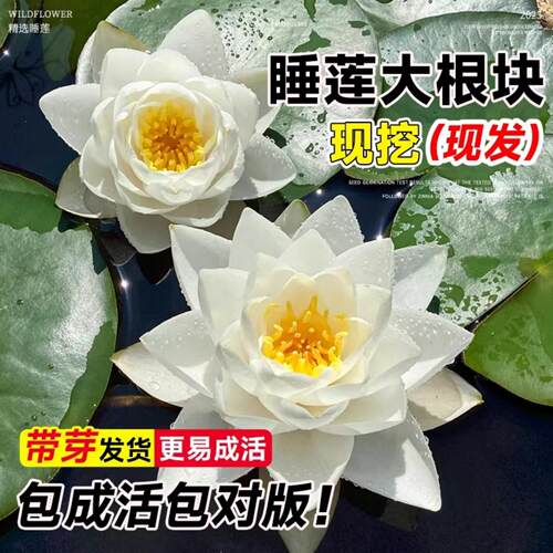 睡莲水培植物带花苞四季好养池塘荷花藕种盆栽水养水莲花根块种子 - 图1
