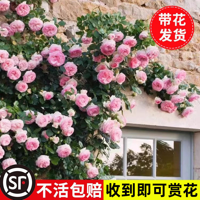蔷薇花苗藤本月季庭院爬藤植物特大花种阳台花卉四季开花玫瑰盆栽,淘宝优惠券,粉丝福利购,淘宝优惠卷