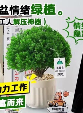 雾松莫生气情绪稳定神器绿植