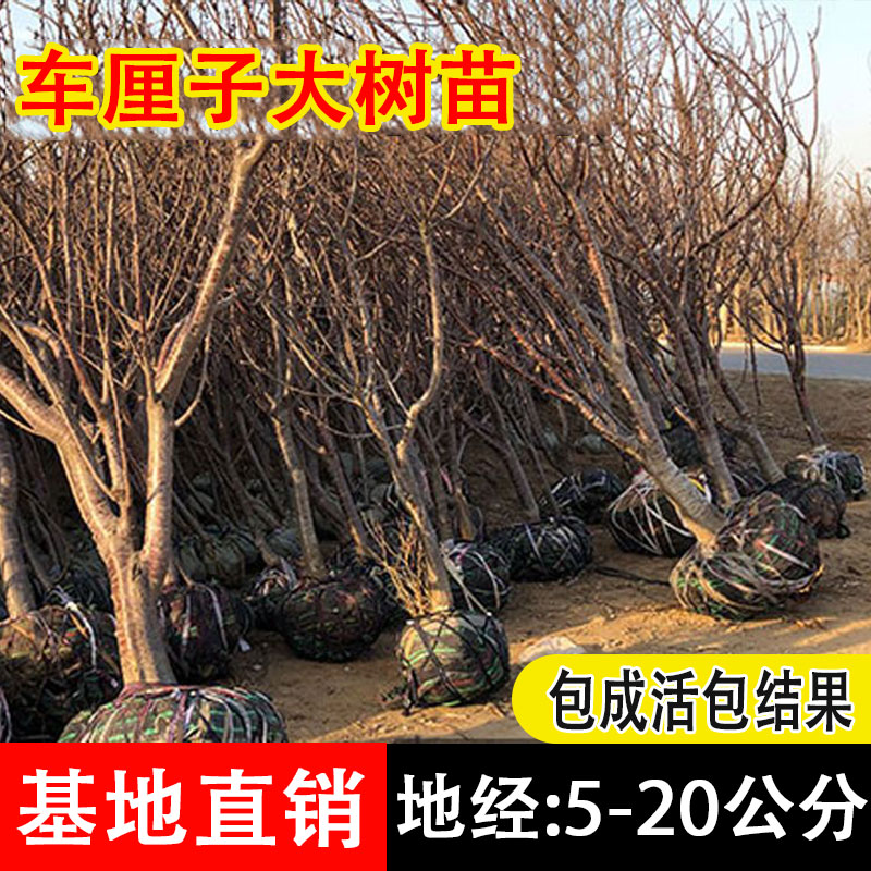 车厘子树苗南方北方四季种植盆栽地栽特大樱桃树苖别墅庭院果树苗