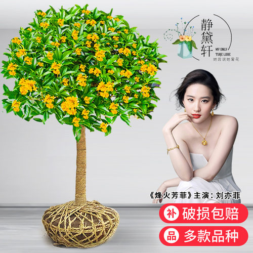 四季桂花树苗金桂庭院浓香原生地栽室内外盆栽八月丹桂花卉绿植物 - 图2