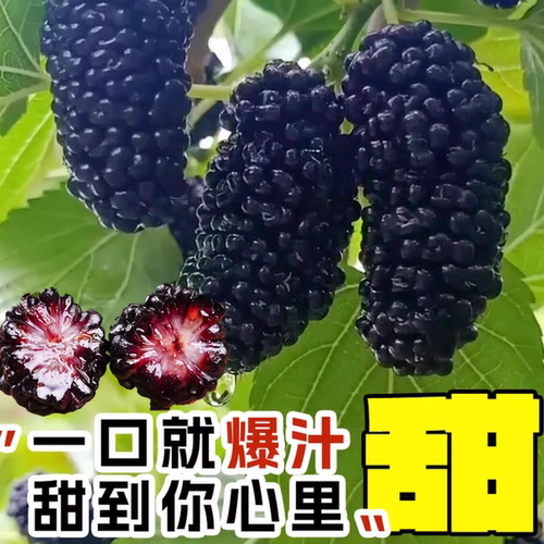 桑树活苗桑叶树苗盆栽养蚕食用大叶桑葚室外庭院南北方四季种绿植 - 图1