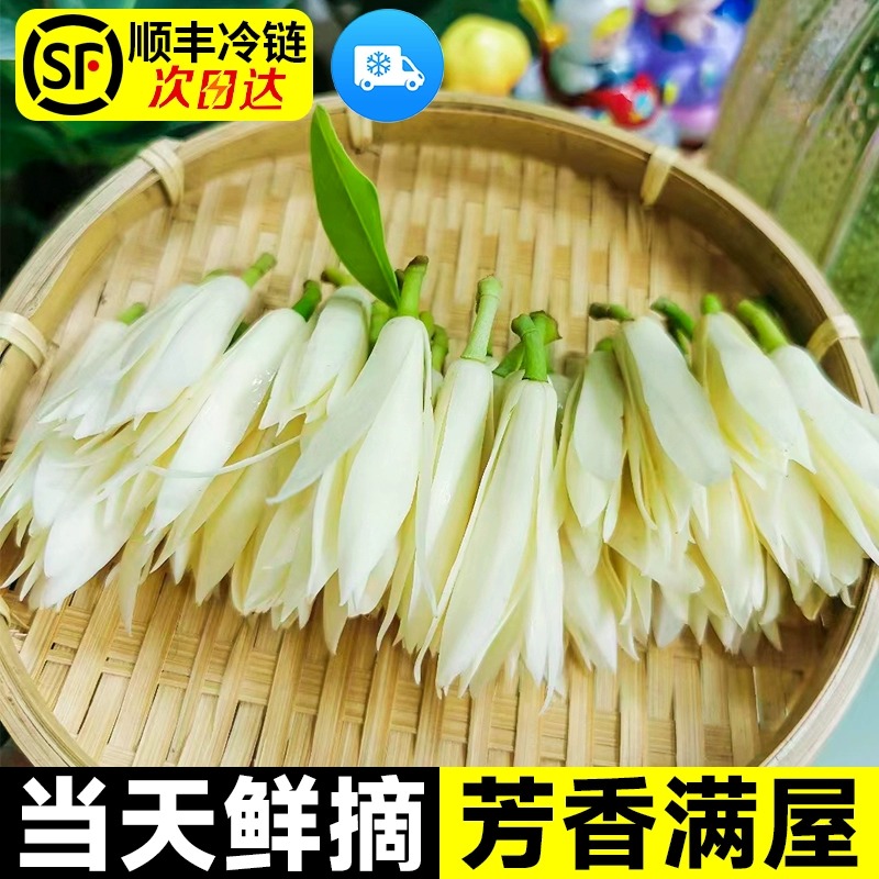 白兰花鲜花黄角兰白玉兰鲜花朵缅桂纯露精油矮化当天鲜摘冷链现发 - 图0