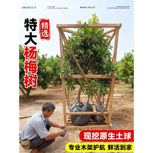 仙居东魁杨梅树树苗南方嫁接水晶水果树果苗早熟特大东槐当年结果 - 图3
