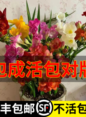 香雪兰种球重瓣四季开花浓香
