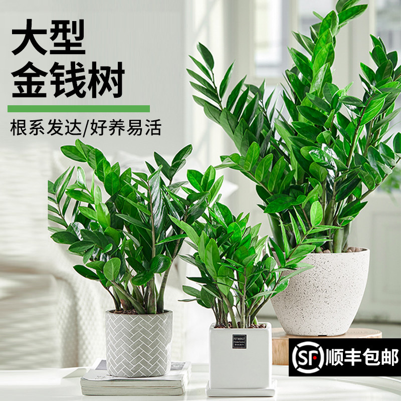 金钱树盆栽客厅大花盆摆件办公室内招财大型绿植摇钱串子好养植物,淘宝优惠券,粉丝福利购,淘宝优惠卷