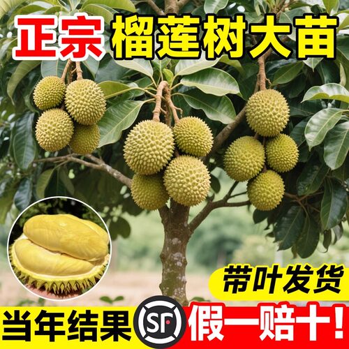 榴莲树果苗南北方种植耐寒超大号金枕猫山王嫁接果树盆栽当年结果 - 图0