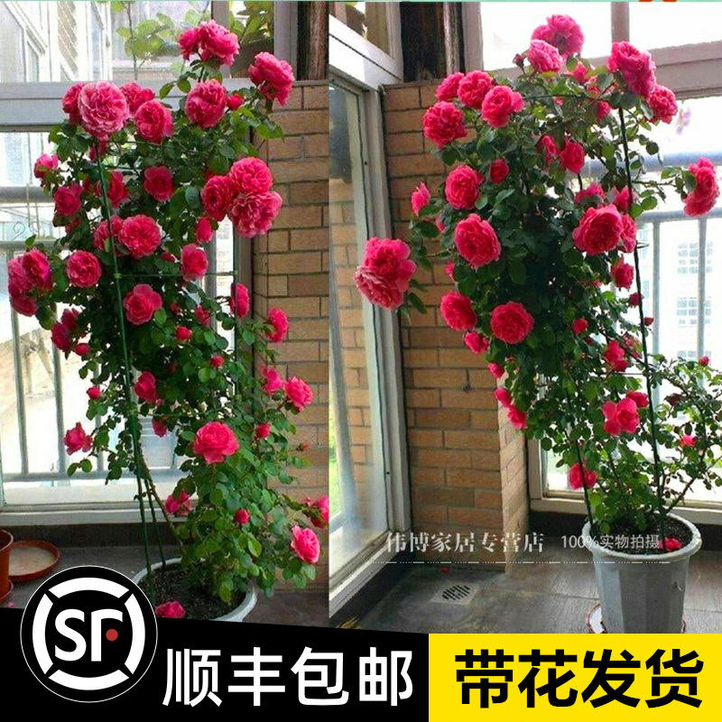 1米5高大苗 套餐 蔷薇花苗藤本月季特大花爬藤植物四季开花卉 搜又搜