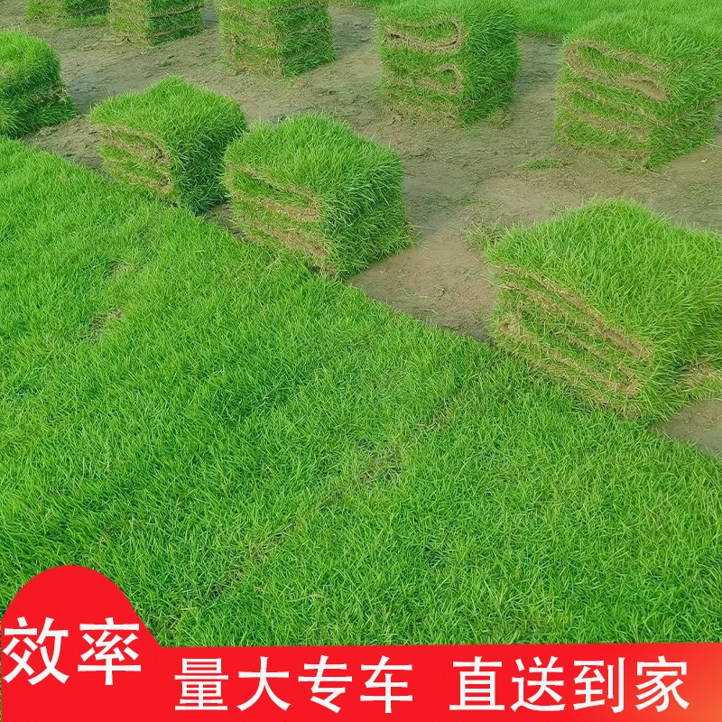 草皮真草坪带泥土四季青别墅花园庭院绿化地毯马尼拉百慕大护坡草 - 图2