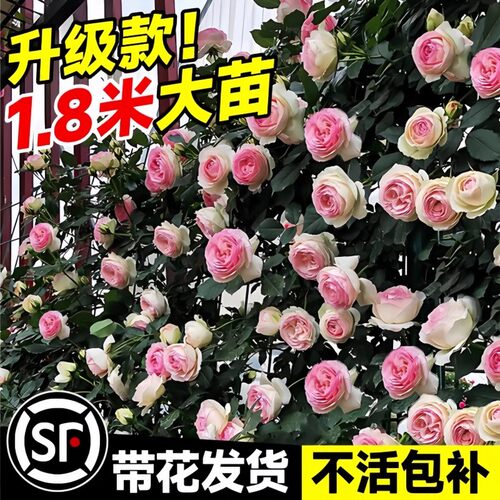 【2米特大苗】蔷薇花苗藤本月季爬藤植物四季开花卉盆栽玫瑰花树 - 图1