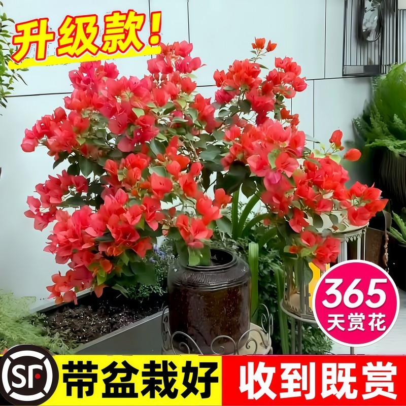 三角梅盆栽带花苗爬藤植物重瓣老桩室内阳台盆栽马斯花卉庭院四季,淘宝优惠券,粉丝福利购,淘宝优惠卷