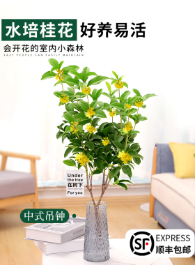 水培桂花水养植物四季桂花鲜切花