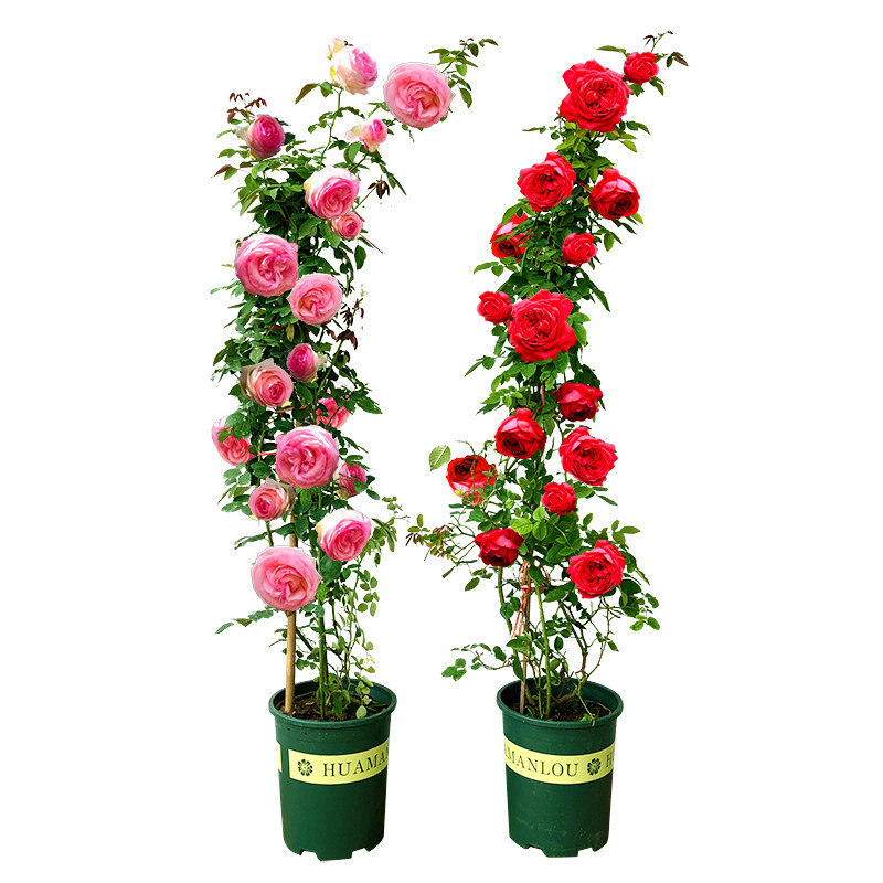 蔷薇花苗藤本月季庭院爬藤植物特大花种阳台花卉四季开花玫瑰盆栽,淘宝优惠券,粉丝福利购,淘宝优惠卷