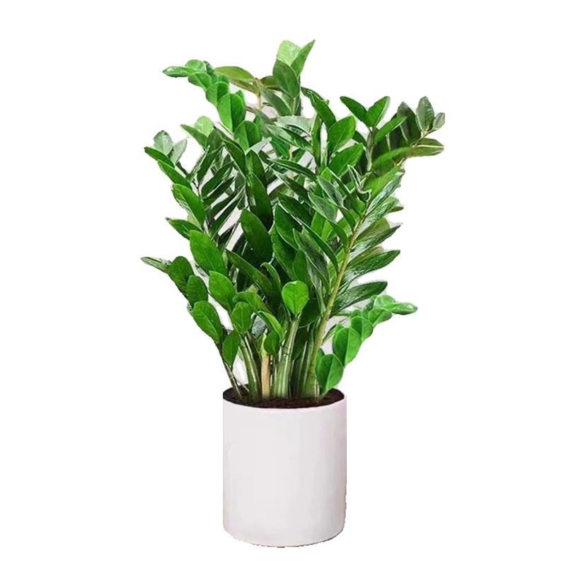 金钱树盆栽客厅大花盆摆件办公室内招财大型绿植摇钱串子好养植物,淘宝优惠券,粉丝福利购,淘宝优惠卷