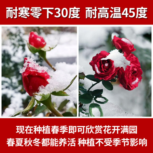 1米6大苗蔷薇花苗爬藤月季藤本玫瑰四季开花盆栽庭院浓香花卉植物 - 图1