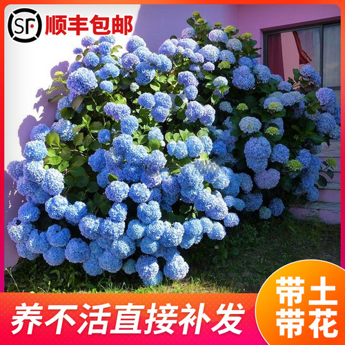 绣球花苗无尽夏盆栽带花特大花老桩室内阳台庭院四季花卉绿植植物 - 图2