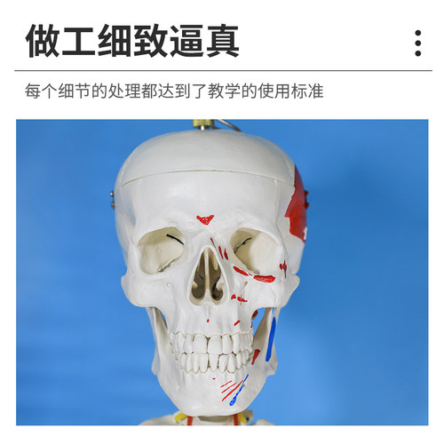 170cm人体大骨骼模型 骷髅180CM骨架标本 带椎间盘  附神经根模型 - 图0