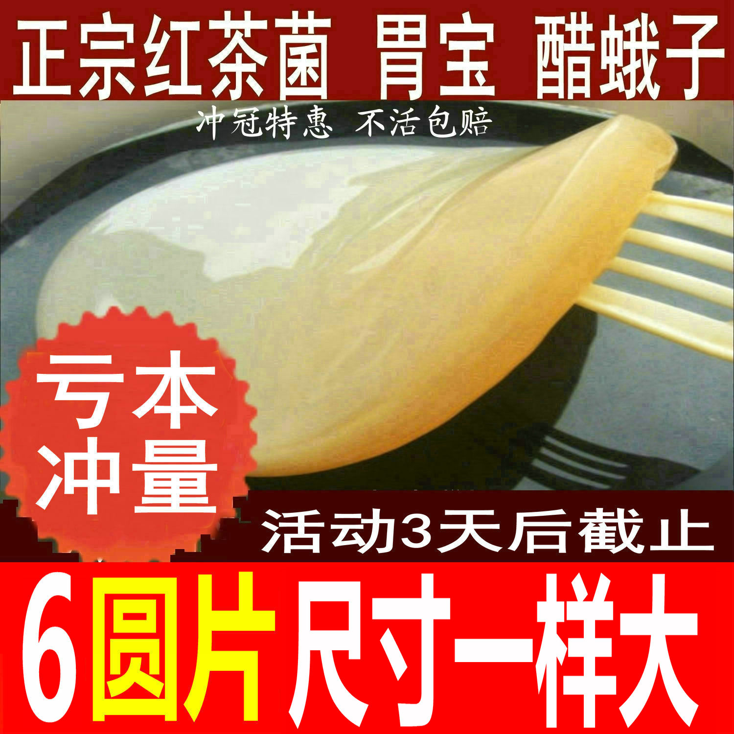 正宗红茶菌/红茶菌菌种/海宝/胃宝/醋蛾子/种苗/包邮/送说明书,淘宝优惠券,粉丝福利购,淘宝优惠卷