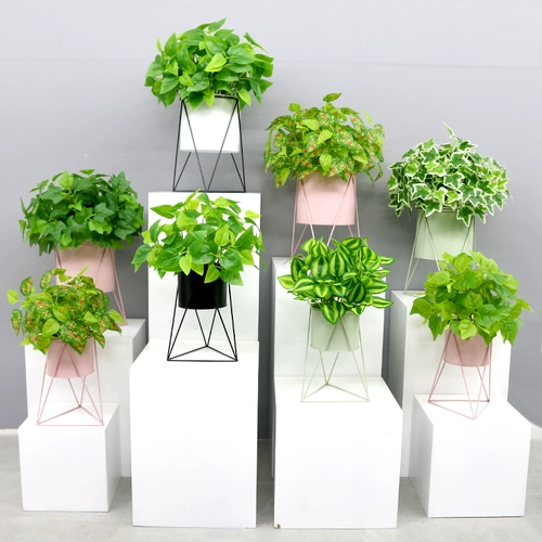 Ins nordic creative simulation plant unic art bottle coremer