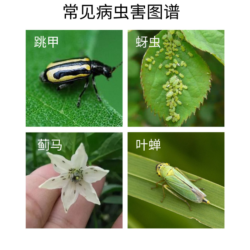 曹达跳甲清啶虫脒柑橘花卉蚜虫黄条跳甲茶小绿叶蝉蓟马农药杀虫剂 水果侠作物 淘优券