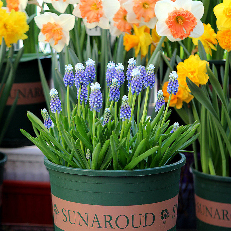 葡萄风信子种球宿根多年生球根花卉阳台庭院四季水培盆栽花种子籽,淘宝优惠券,粉丝福利购,淘宝优惠卷
