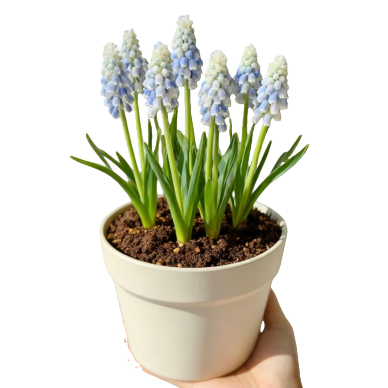 葡萄风信子种球宿根多年生球根花卉阳台庭院四季水培盆栽花种子籽,淘宝优惠券,粉丝福利购,淘宝优惠卷