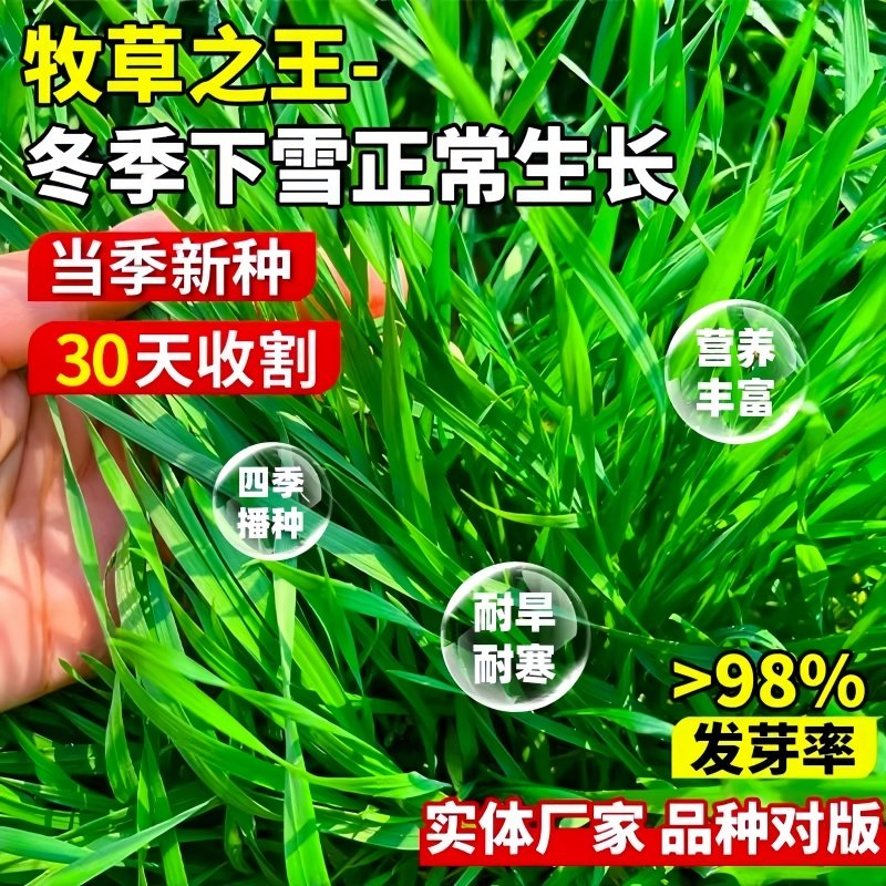 高产牧草冬牧70黑麦草种籽耐寒养殖家畜四季常青多年生牛羊鱼草籽,淘宝优惠券,粉丝福利购,淘宝优惠卷