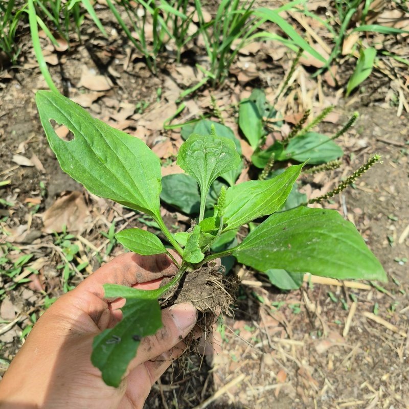 野生车前草苗带泥食用车前草盆栽牛舌草车轮草天然中药材整颗带根,淘宝优惠券,粉丝福利购,淘宝优惠卷