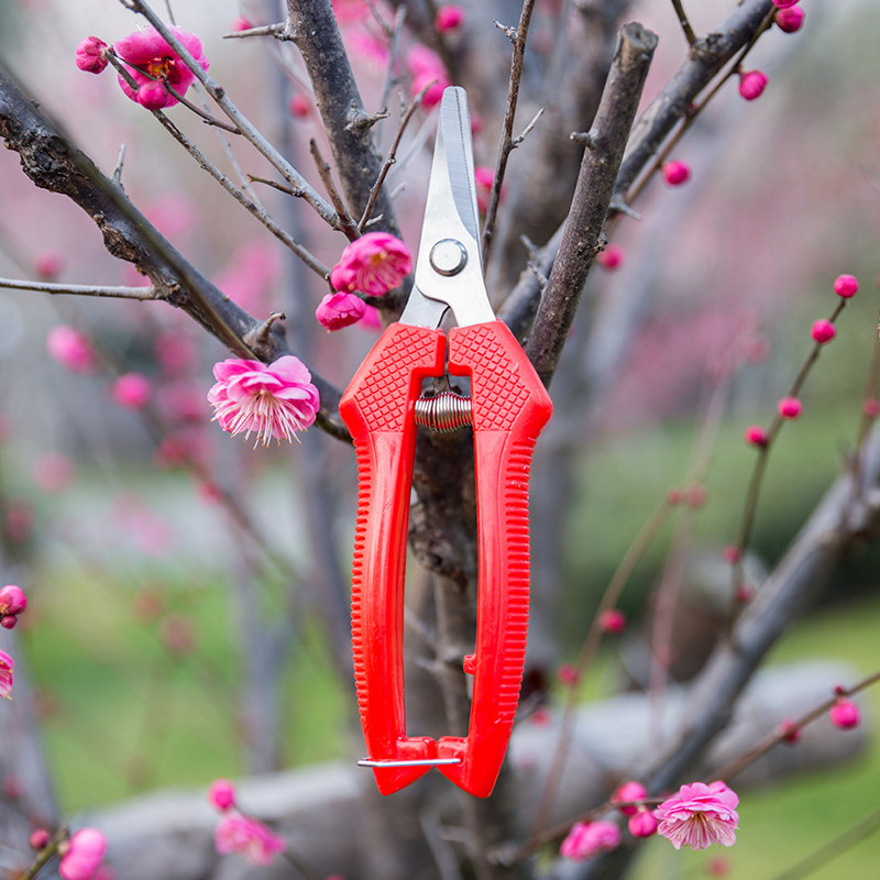 采果剪摘果不锈钢翘头剪刀稀果剪 修枝剪番茄剪园艺剪刀园艺工具,淘宝优惠券,粉丝福利购,淘宝优惠卷