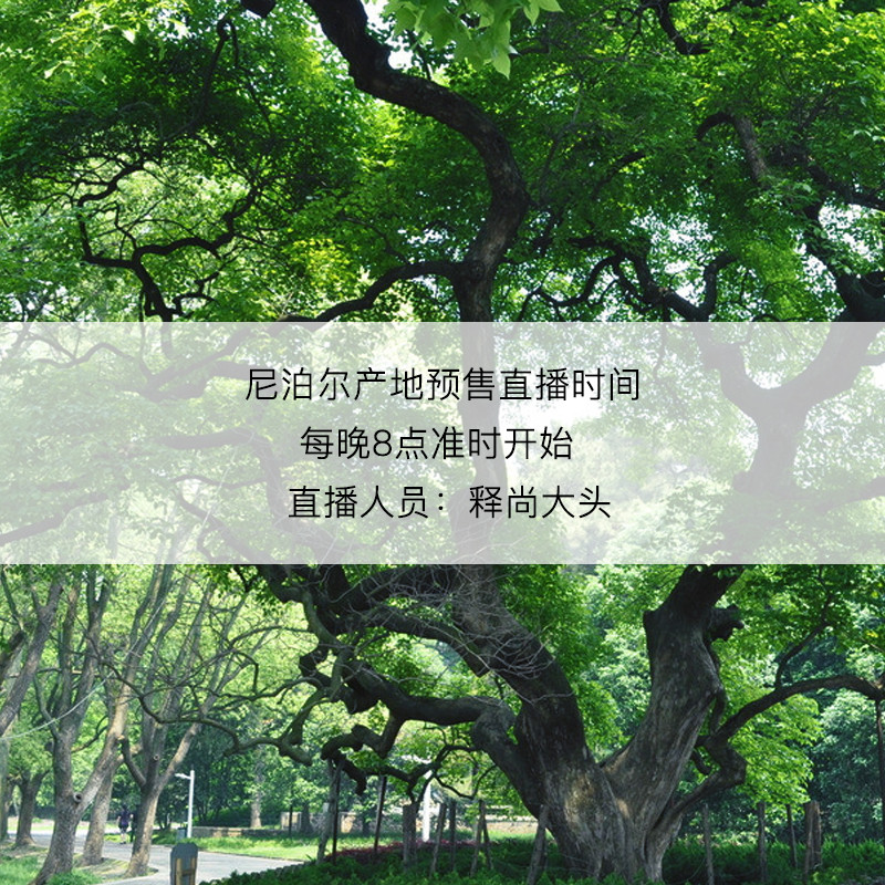 尼泊尔大金刚菩提手串男士矮桩佛珠项链 颗金刚菩提深清五六瓣 108 尼泊尔大金刚菩提手串男士矮桩佛珠项链 颗金刚菩提深清五六瓣 108