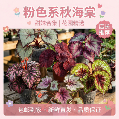 粉色系秋海棠圣尼克彩蜗牛天蝎座网红热植盆栽室内耐阴绿植好养活 - 图1