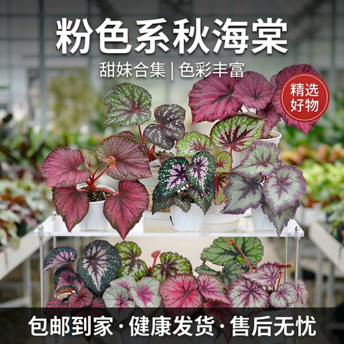 粉色系秋海棠圣尼克彩蜗牛天蝎座网红热植盆栽室内耐阴绿植好养活 - 图3