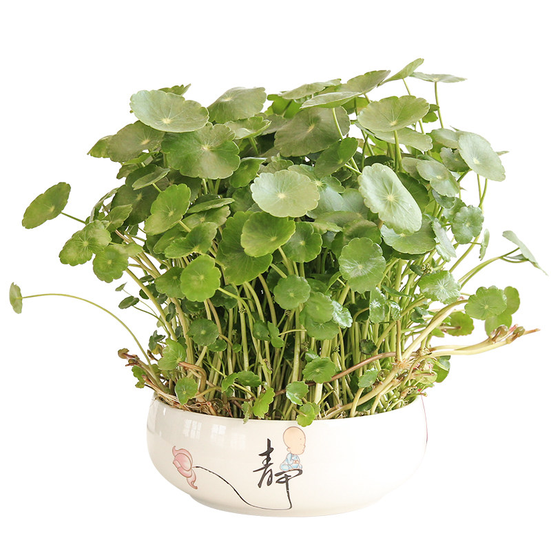 带叶铜钱草水培植物室内招财盆栽客厅桌面绿植花卉