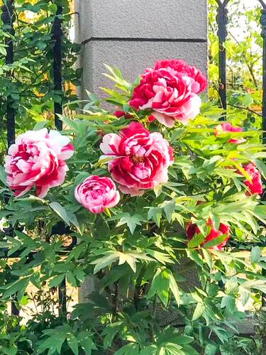 牡丹花苗盆栽正宗洛阳带花苞牡丹花种大苗缠枝重瓣花卉牡丹花树苗 - 图1