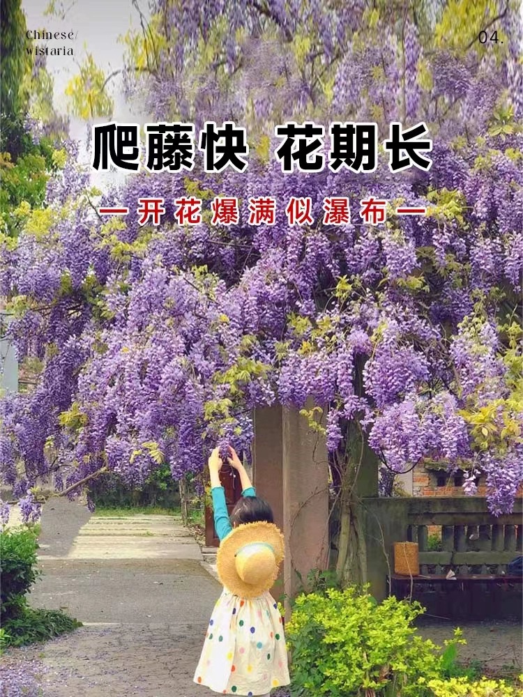 紫藤花树苗爬藤植物盆栽庭院阳台花卉室外四季开花攀爬多花紫藤萝-图0