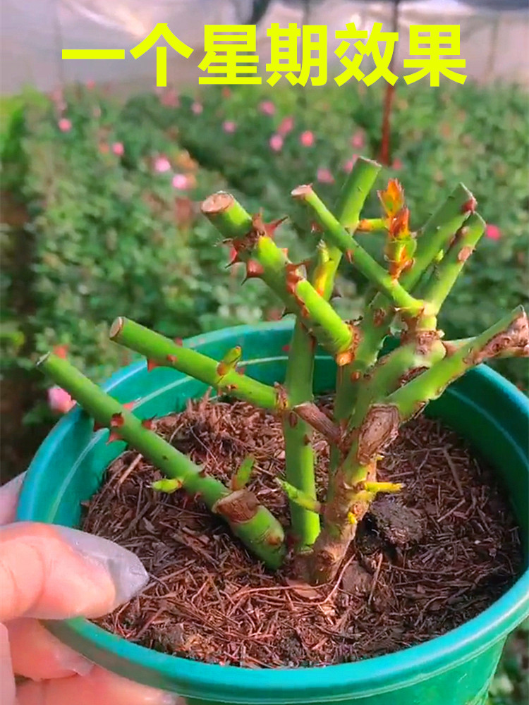 玫瑰花老桩树苗大花盆栽月季花苗四季开花庭院阳台带花苞花卉好养 - 图1