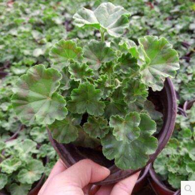 天竺葵盆栽葵花苗重瓣四季新品垂吊进口大花卉植物阳台庭院花盆 - 图0