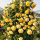Climbing garden roses, four-season flowering plants