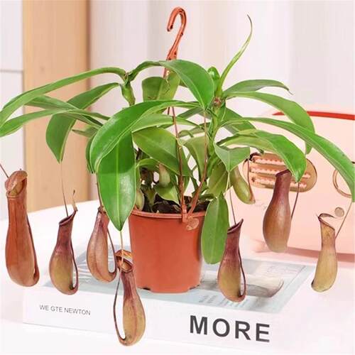 猪笼草盆栽室内客厅四季花卉阳台食虫驱蚊捕蝇草庭院好养吊兰植物 - 图1