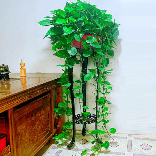 大叶绿萝盆栽室内长藤花卉植物大盆绿箩新房净化空气吊兰水培绿植 - 图0