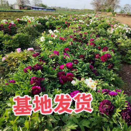 洛阳正宗牡丹花四季花苗老桩重瓣大花盆栽地栽阳台庭院 - 图3