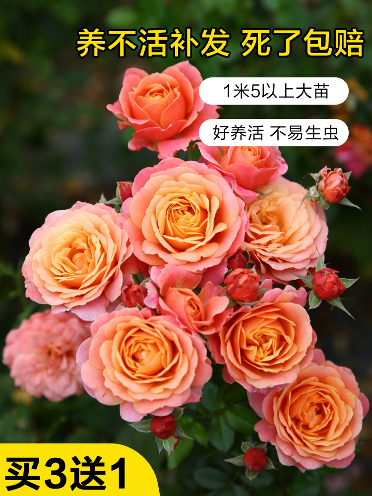 蔷薇藤本月季花苗特大花浓香型庭院四季爬藤植物盆栽阳台玫瑰爬墙