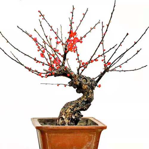 庭院花卉 腊梅 红梅 乌梅 绿梅 白梅 素心腊梅树苗梅花盆景树桩 - 图2