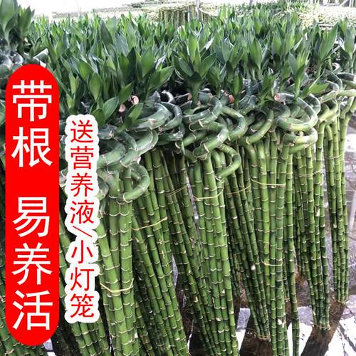 富贵竹转运竹水培植物室内桌面绿植盆栽净化空气弯竹水养带根包邮 - 图0