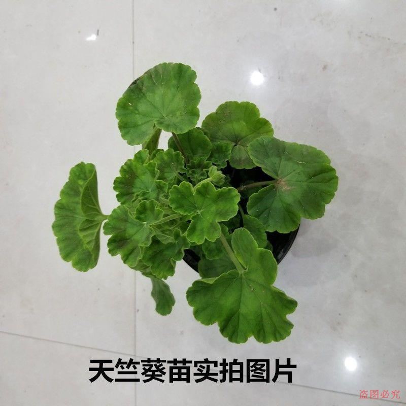 天竺葵花苗洋绣球驱蚊草盆栽四季开花庭院阳台花卉绿植重瓣大花-图3