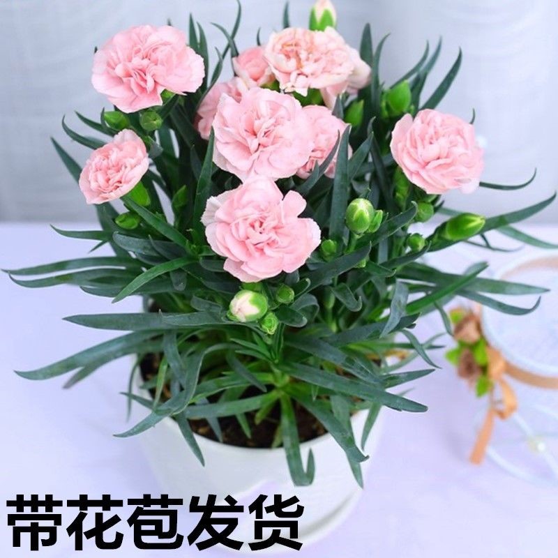 康乃馨盆栽花苗带花苞室内阳台庭院花卉绿植鲜花好养四季开花不断