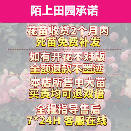 1.6米大苗 藤本月季蔷薇花苗大花爬藤植物多季开花卉浓香玫瑰盆栽 - 图0